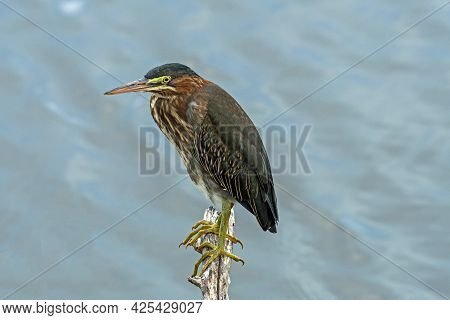 A Juvenile Green Heron On A Branch At Blackpoint Wildlife Drive, Merritt Island National Wildlife Re