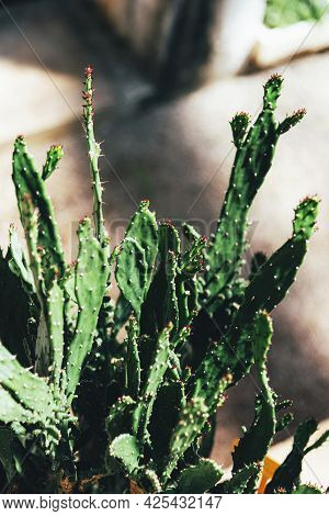 Beautiful Green Opuntia Monacantha Cactus, Close Up