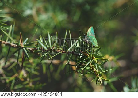 Tranquil Springtime Scene With Close Up Of Green Hairstreak Butterfly In A Evergreen Forest On A Jun