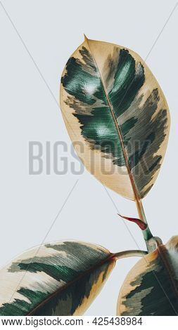 Closeup of an Indian rubber tree mobile wallpaper