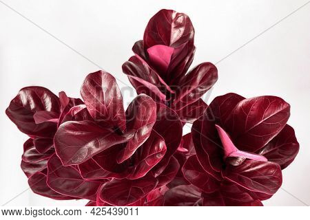 Fiddle-leaf fig plant on an off white background