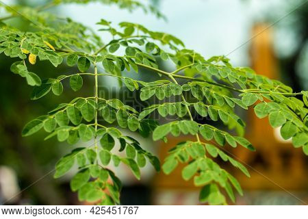 Very Small Leaf Called Moringa Oleifera Is A Plant That Is Often Called The Drumstick Tree
