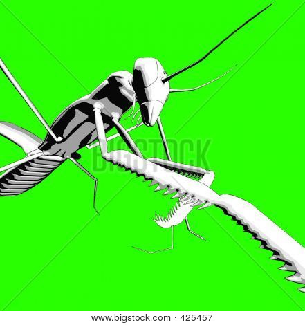Mantis 15