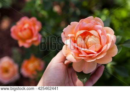 Orange Salmon Rose Lady Of Shalott Blooming In Summer Garden. English David Austin Selection Roses F