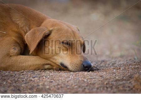 The Domestic Dog Is A Domesticated Descendant Of The Wolf. The Dog Derived From An Ancient, Extinct 