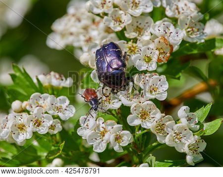 colorful beetle on blooming white flowers (cetonia aurata)