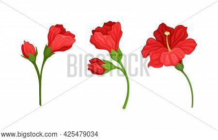 Hibiscus Red Tropical Flower With Large Petals And Green Fibrous Leaf Vector Set