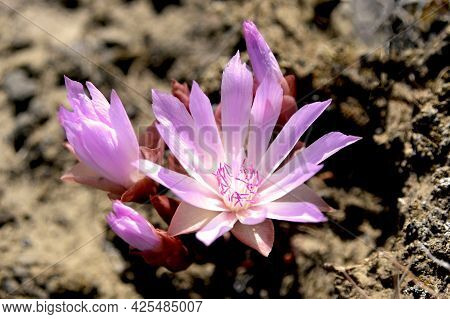 Native Wildflower Bitterroot Yakima County Washington State
