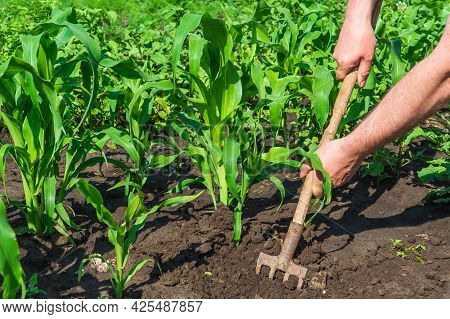 The Farmer Rakes The Soil Around The Young Corn. Close-up Of The Hands Of An Agronomist While Tendin