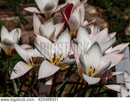 Close Up Shot Of Group Of Rosy Red With White Margins On The Outside, Snow-white Tulip On The Inside