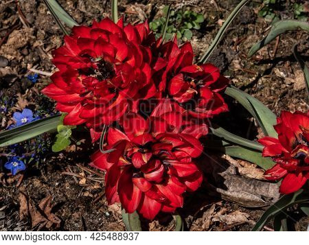 Close Up Shot Of Group Of Perfect, Doll-sized, Mini Tulips In Flaming Deep Red Colour And Petal-pack
