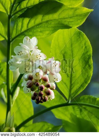 Close Up Shot Of Small, White, Bell-shaped, Fragrant Buds And Flowers Of The European Bladdernut (st