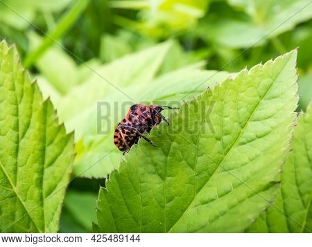 Adult Striped Shield Bug (graphosoma Lineatum) Staying On A Green Leaf In Summer, Red With Wide Blac