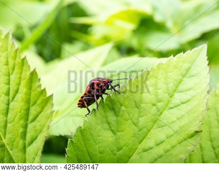 Adult Striped Shield Bug (graphosoma Lineatum) Staying On A Green Leaf In Summer, Red With Wide Blac