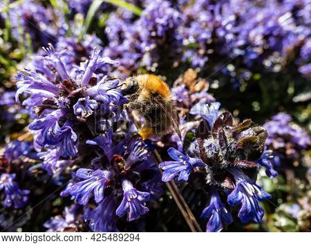 Beautiful Purple Floral Background. Macro Shot Of Ground Cover Pyramidal Bugle (ajuga Pyramidalis) '