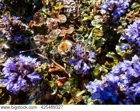 Beautiful Purple Floral Background. Macro Shot Of Ground Cover Pyramidal Bugle (ajuga Pyramidalis) '
