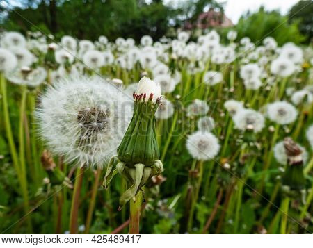 Dandelion. Close-up Of White Seeded Dandelion Plant Head Composed Of Pappus (dandelion Seeds) In The