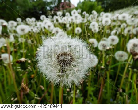 Close-up Of White Seeded Dandelion Plant Head Composed Of Pappus (dandelion Seeds) In The Meadow Sur