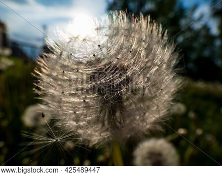 Dandelion. Close-up Of White Seeded Dandelion Plant Head Composed Of Pappus (dandelion Seeds) In The