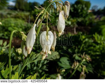 Macro Shot Of Delicate, Dangling Creamy White, Heart-shaped Flowers Of The Fern-leaf Bleeding Heart 