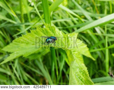 Closeup Macro Shot Of Metallic, Shiny Blue Bottle Fly, Orange-bearded Blue Bottle Or Bottlebe (calli