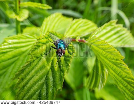 Closeup, Frontal Macro Shot Of Metallic, Shiny Blue Bottle Fly, Orange-bearded Blue Bottle Or Bottle