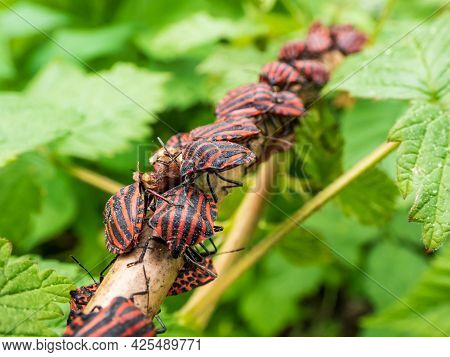 Big Group Of Adult Striped Shield Bugs (graphosoma Lineatum) Sitting On A Raspberry Branch In Summer