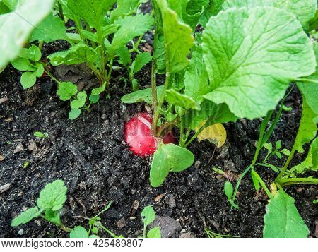 Closeup Of Big, Ripe, Red-pink Radish Plant (raphanus Raphanistrum Subsp. Sativus) Root - Edible Roo