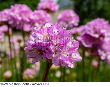 Beautiful Pink Floral Background. Macro Shot Of Bright Pink Flowers Of The Thrift, Sea Thrift Or Sea