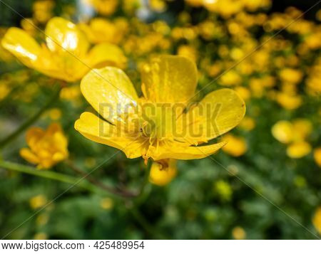 Macro Of Golden Yellow Flower Of Woolly Buttercup (ranunculus Lanuginosus) With Five Glossy Petals A