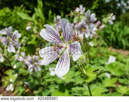 Macro Shot Of Flowering Plant With Rounded, Palmate Leaves And 5-petalled Pale Pink Flowers Striped