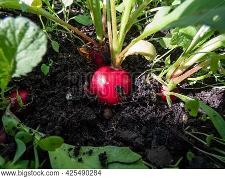 Closeup Of Big, Ripe, Red-pink Radish Plant (raphanus Raphanistrum Subsp. Sativus) Root - Edible Roo