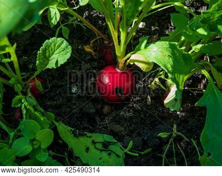 Closeup Of Big, Ripe, Red-pink Radish Plant (raphanus Raphanistrum Subsp. Sativus) Root - Edible Roo