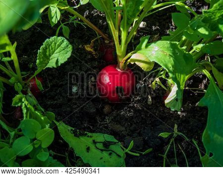 Closeup Of Big, Ripe, Red-pink Radish Plant (raphanus Raphanistrum Subsp. Sativus) Root - Edible Roo
