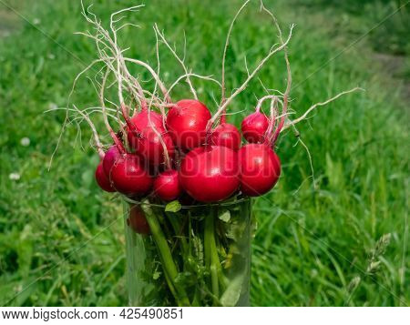 Closeup Of Big, Ripe, Red-pink Radish Plant (raphanus Raphanistrum Subsp. Sativus) Edible Roots Gath