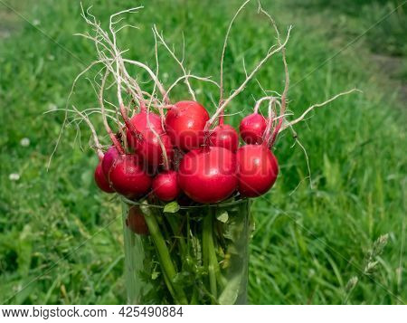 Closeup Of Big, Ripe, Red-pink Radish Plant (raphanus Raphanistrum Subsp. Sativus) Edible Roots Gath