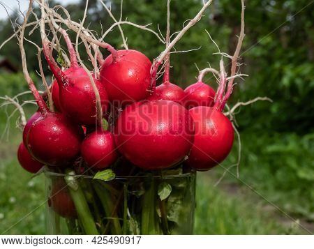 Closeup Of Big, Ripe, Red-pink Radish Plant (raphanus Raphanistrum Subsp. Sativus) Edible Roots Gath