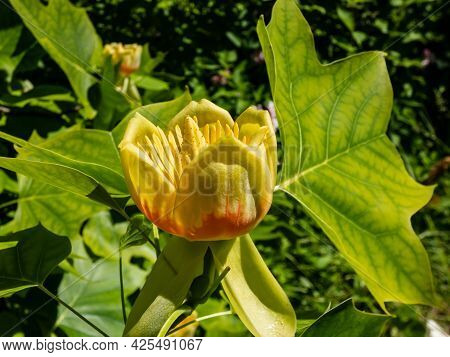 Flowering Tulip Tree (liriodendron Tulipifera). Pale Green And Yellow Flower With An Orange Band On