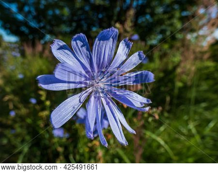 Macro Shot Of Blue Flower Of Common Chicory, Blue Sailors, Succory, Coffeeweed (cichorium Intybus) I