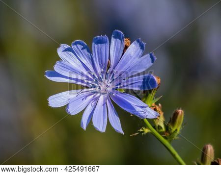Macro Shot Of Blue Flower Of Common Chicory, Blue Sailors, Succory, Coffeeweed (cichorium Intybus) I
