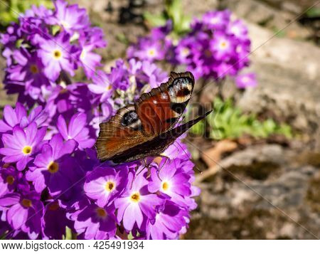Macro Shot Of Beautiful Colourful Butterfly - European Peacock Or Peacock Butterfly (aglais Io) On P