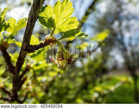 Macro Of Beautiful, Detailed Gooseberry Green And Red Flower Blossoming On Branch With Blurred, Boke
