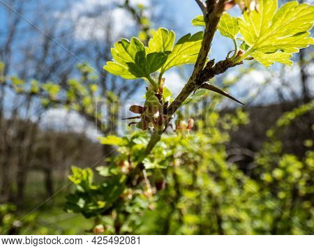 Macro Of Beautiful, Detailed Gooseberry (ribes Uva-crispa) Green And Red Flower Blossoming On Branch