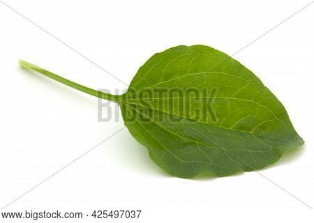 Plantain Leaf, Medicinal Plant Isolated On White Background