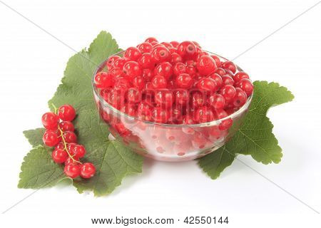 Rojo grosella (Ribes rubrum)