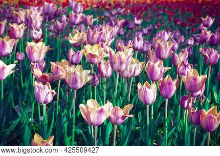 Surreal purple tulip field, floral background
