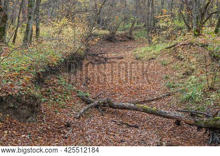 A Dry Streambed In The Forest Covered With Fallen Leaves. Autumn Landscape