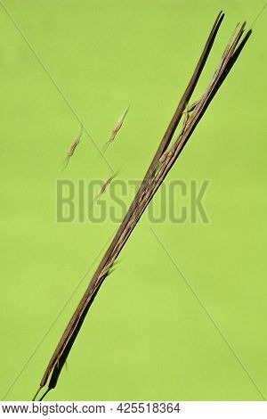 Common Catalpa Dry Seed Pod And Seeds On Green Paper Background - Latin Name - Catalpa Bignonioides