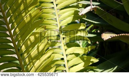 Cycad Fern Leaves In Forest, California Usa. Green Fresh Juicy Natural Botanical Leafage. Encephalar