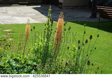 Flowerbed With Tall Perennial Plant Of White Flowers And Undergrowth Of Yellow Perennials And Sage I